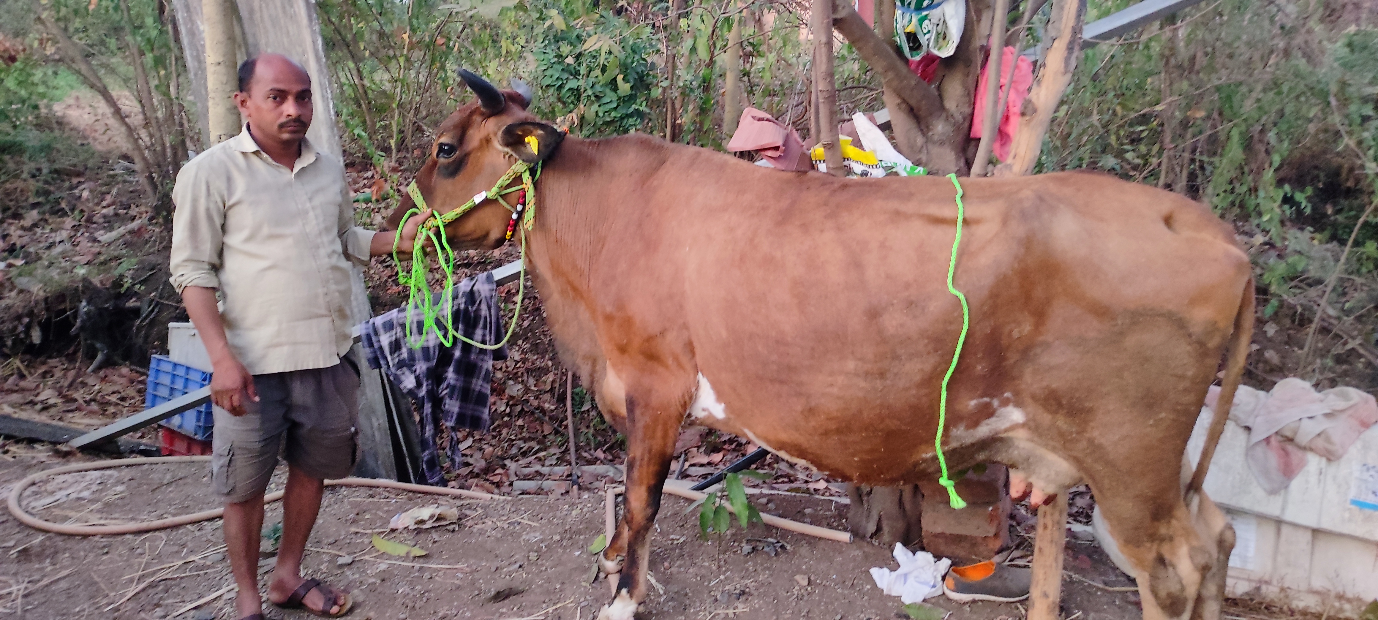 Calf Rally
